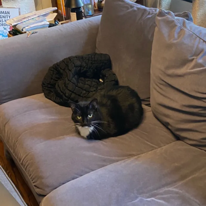 Dani's California Cat Cavalcade