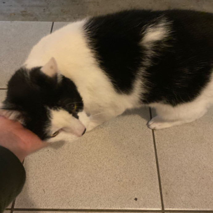 Dani's California Cat Cavalcade