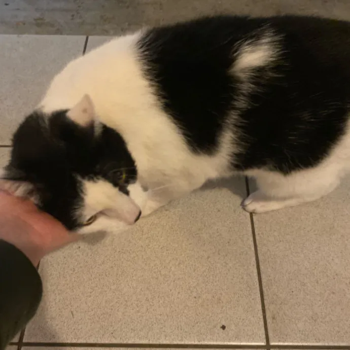 Dani's California Cat Cavalcade