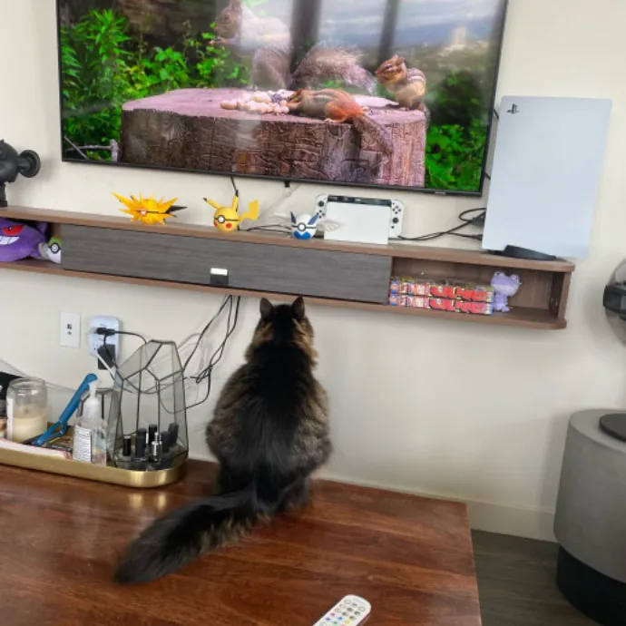 Dani's California Cat Cavalcade