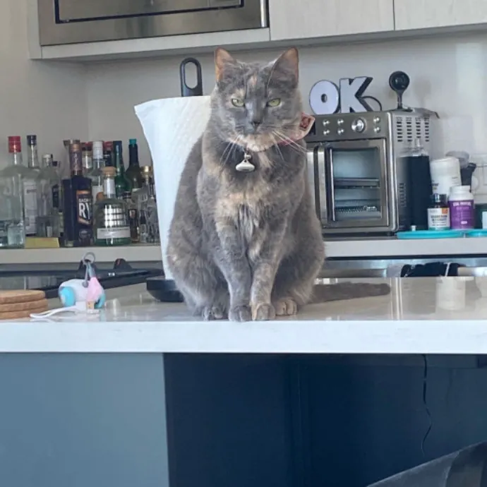 Dani's California Cat Cavalcade