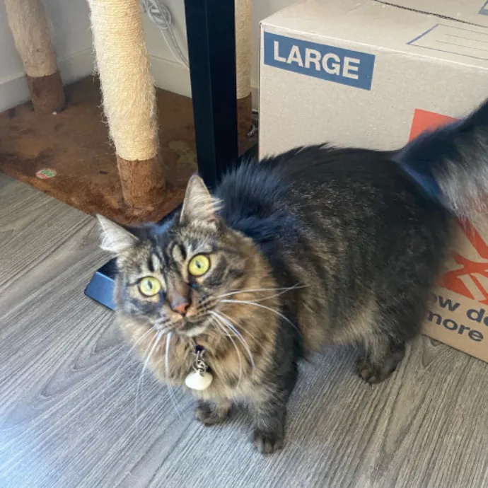 Dani's California Cat Cavalcade