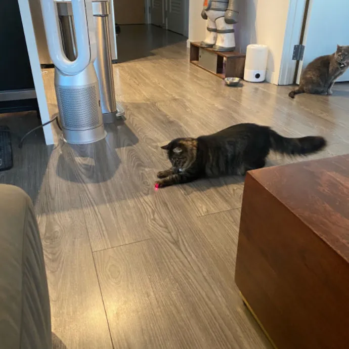 Dani's California Cat Cavalcade