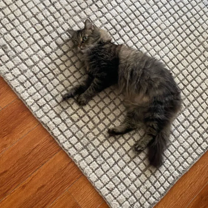 Dani's California Cat Cavalcade