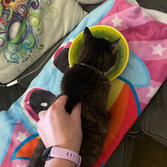 Dani's California Cat Cavalcade