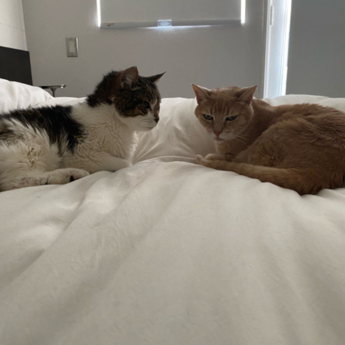 Dani's California Cat Cavalcade