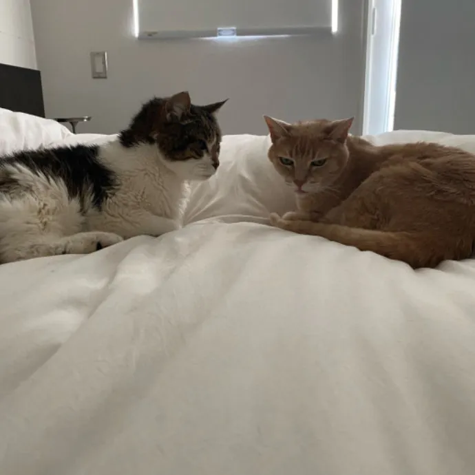 Dani's California Cat Cavalcade