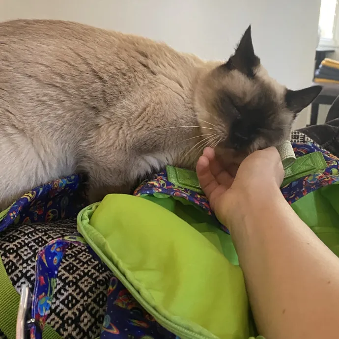 Dani's California Cat Cavalcade