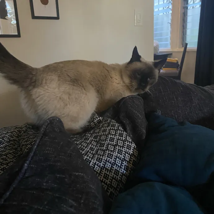 Dani's California Cat Cavalcade