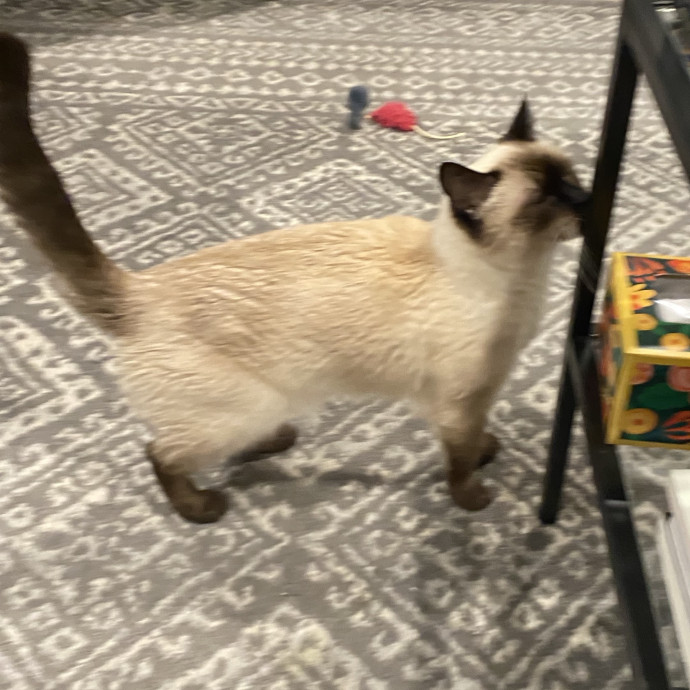 Dani's California Cat Cavalcade