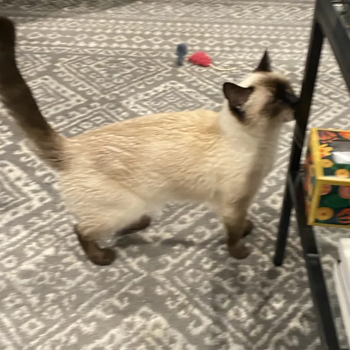 Dani's California Cat Cavalcade