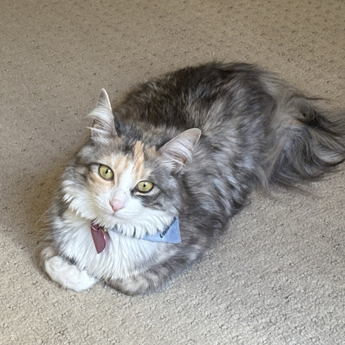 Dani's California Cat Cavalcade