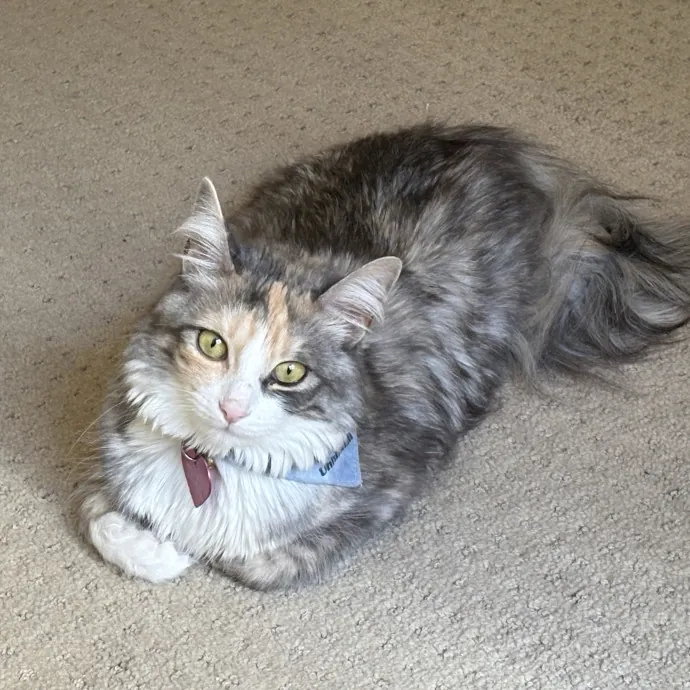 Dani's California Cat Cavalcade