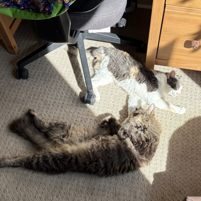 Dani's California Cat Cavalcade