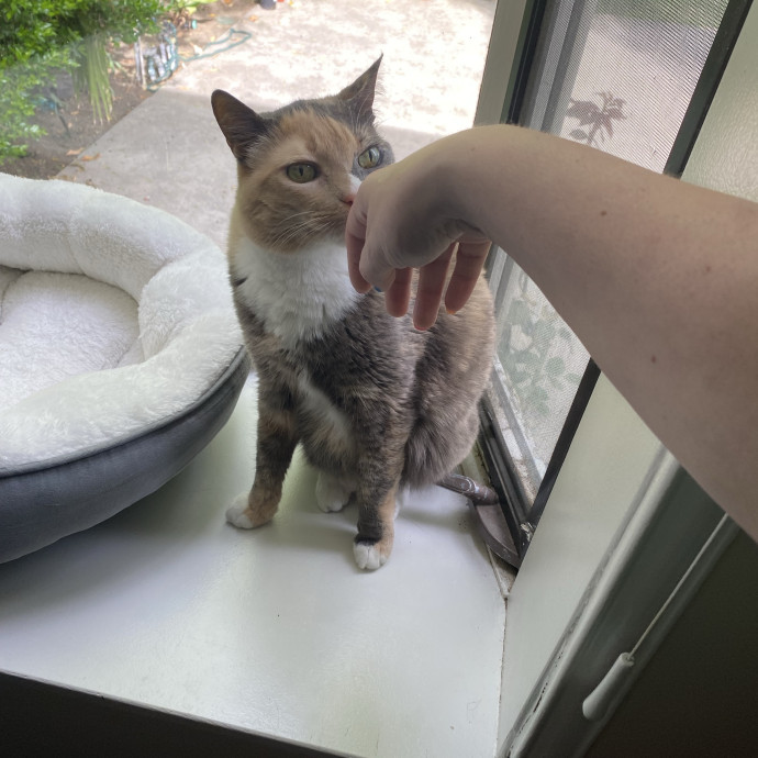 Dani's California Cat Cavalcade