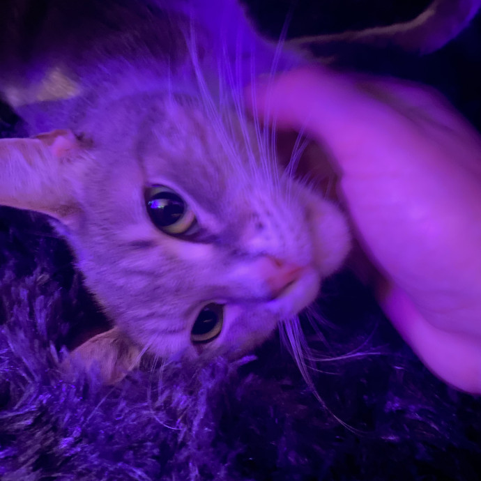 Dani's California Cat Cavalcade
