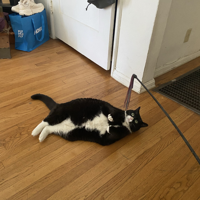 Dani's California Cat Cavalcade