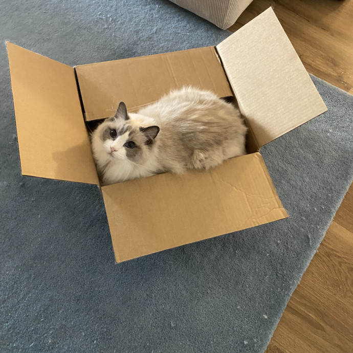 Dani's California Cat Cavalcade