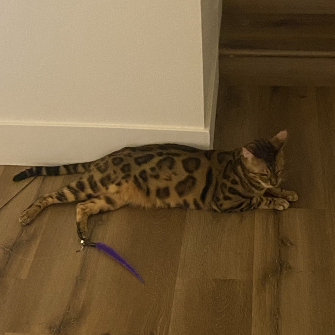 Dani's California Cat Cavalcade