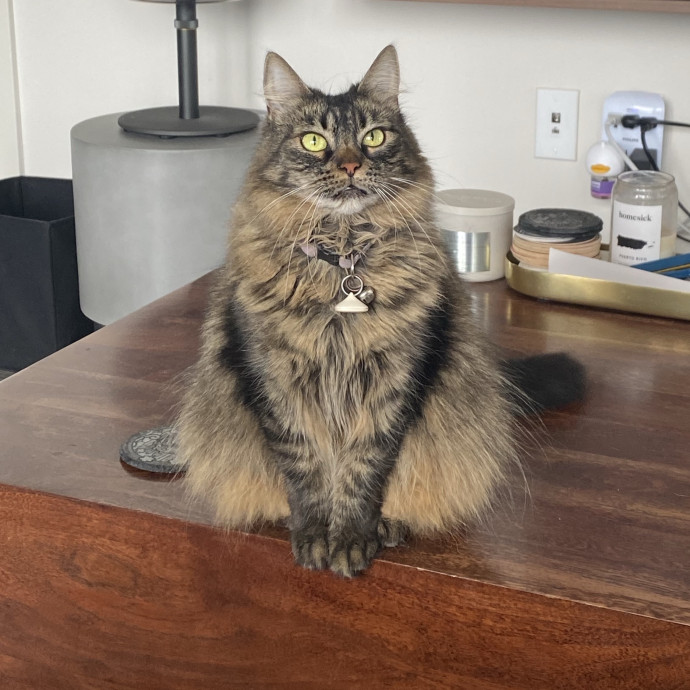 Dani's California Cat Cavalcade