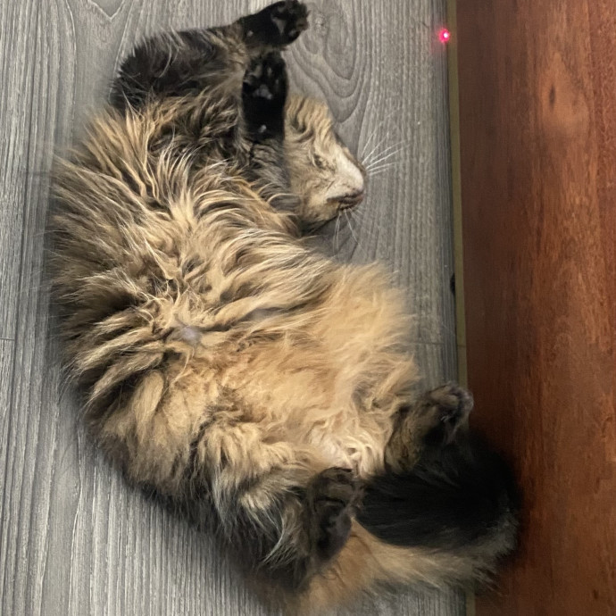 Dani's California Cat Cavalcade