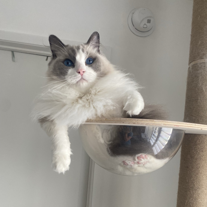 Dani's California Cat Cavalcade