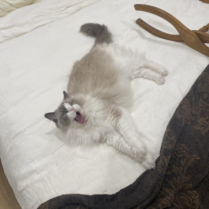 Dani's California Cat Cavalcade