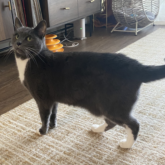 Dani's California Cat Cavalcade
