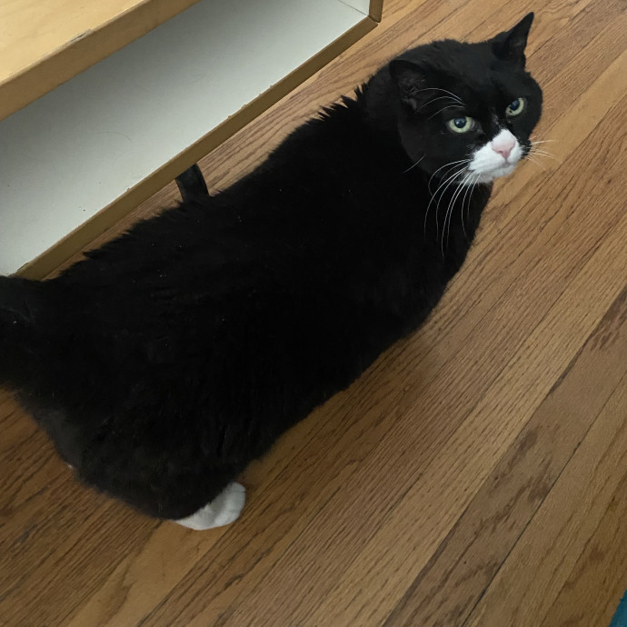 Dani's California Cat Cavalcade