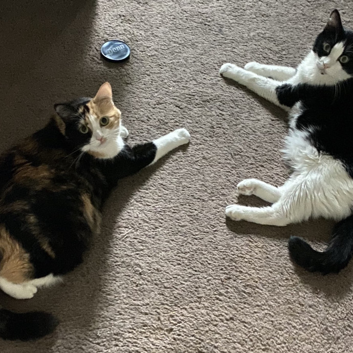 Dani's California Cat Cavalcade