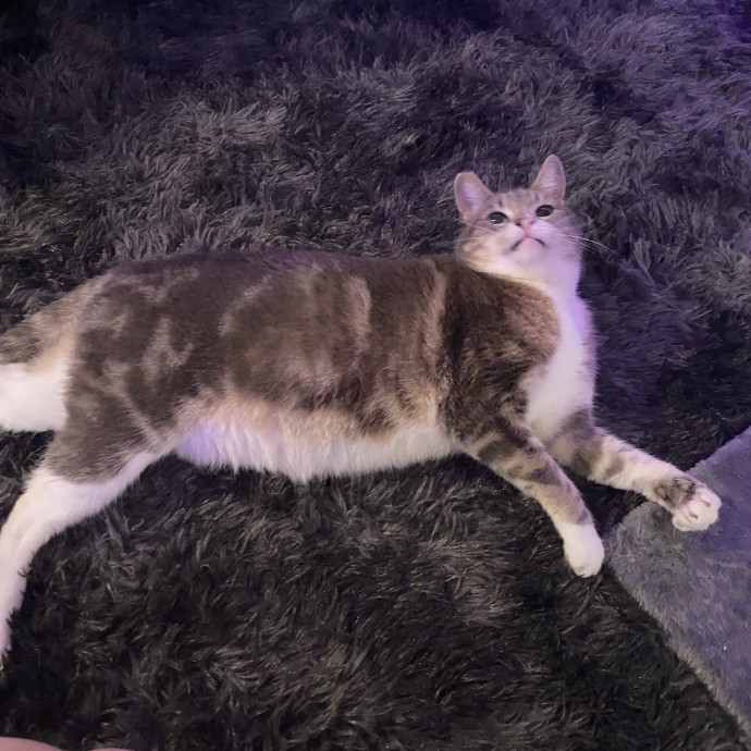 Dani's California Cat Cavalcade photo 3