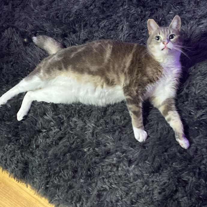Dani's California Cat Cavalcade photo 2