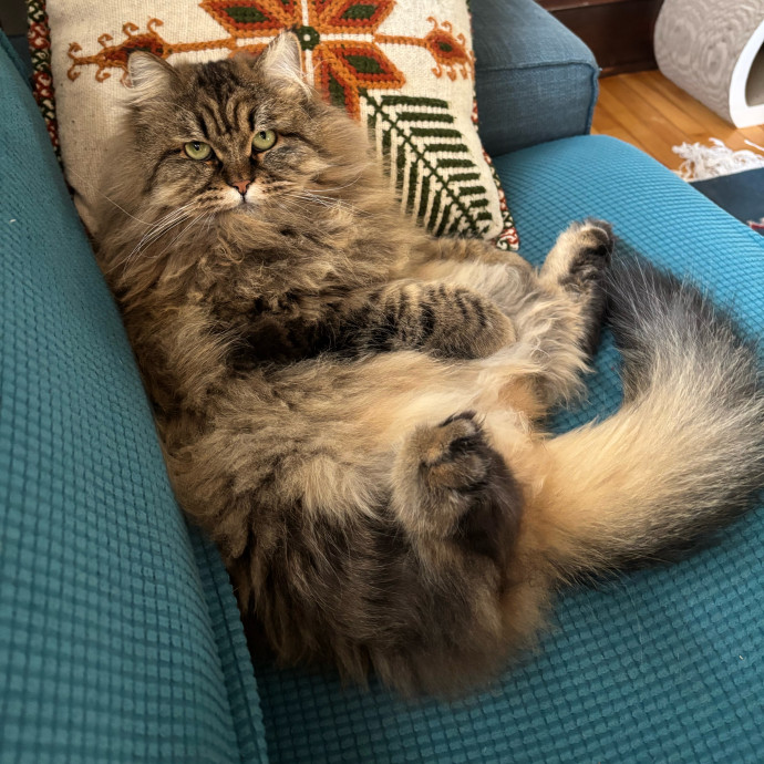 Abbie's Considerate Cat Care