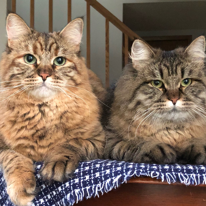 Abbie's Considerate Cat Care photo 3