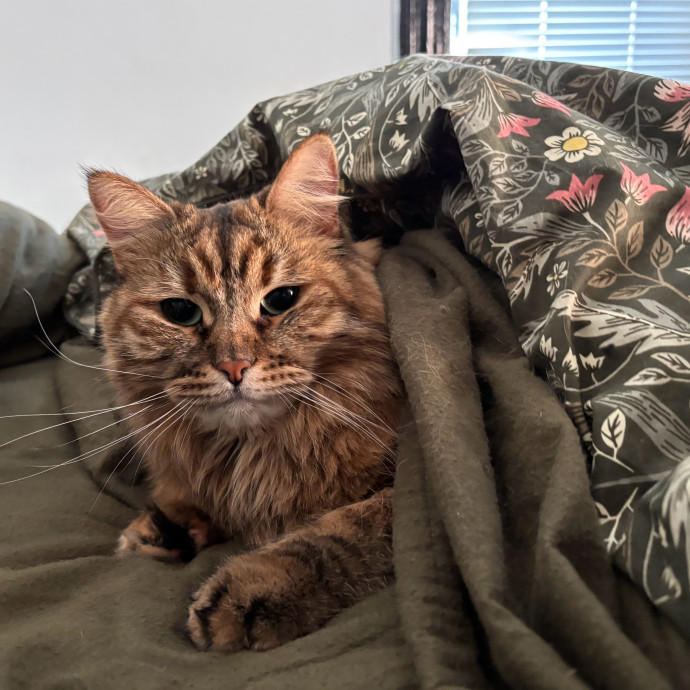 Abbie's Considerate Cat Care photo 2