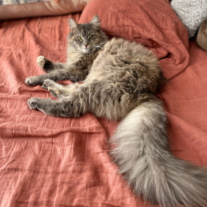 Your Cat's New Favorite Auntie