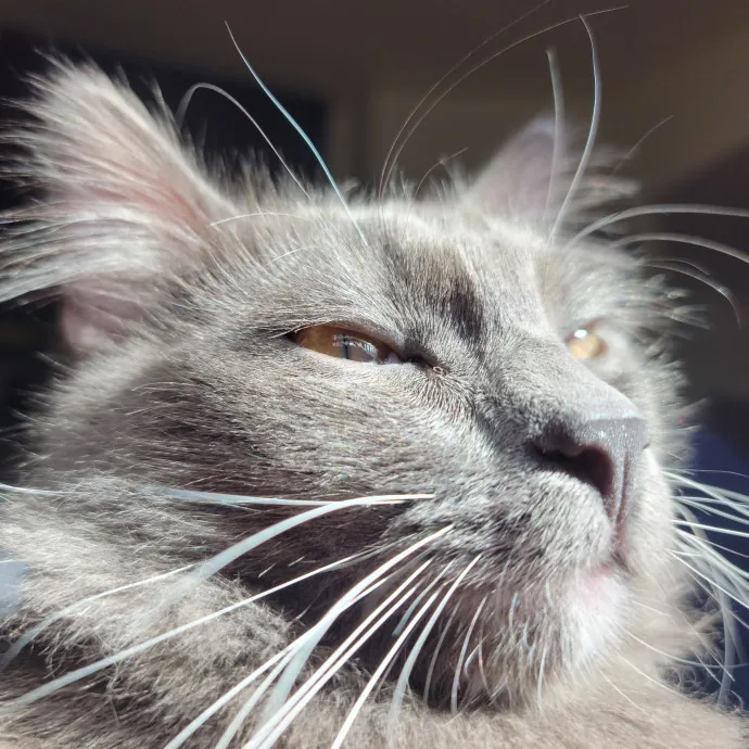 The Fabulous Feline
