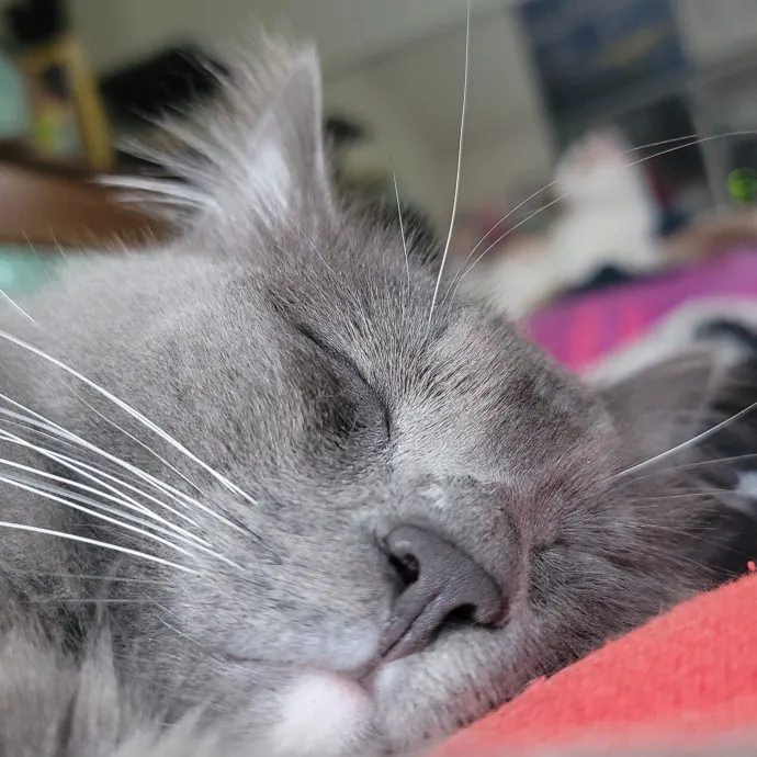 The Fabulous Feline