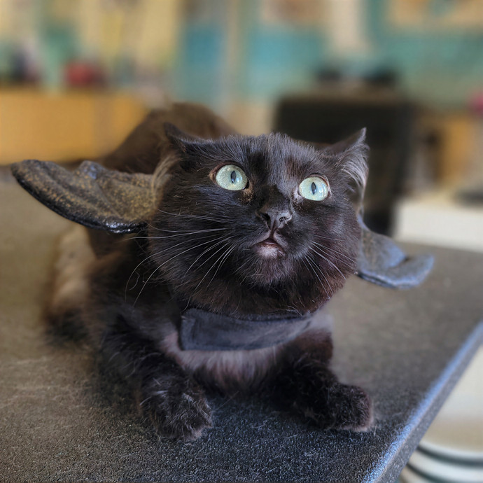 The Fabulous Feline