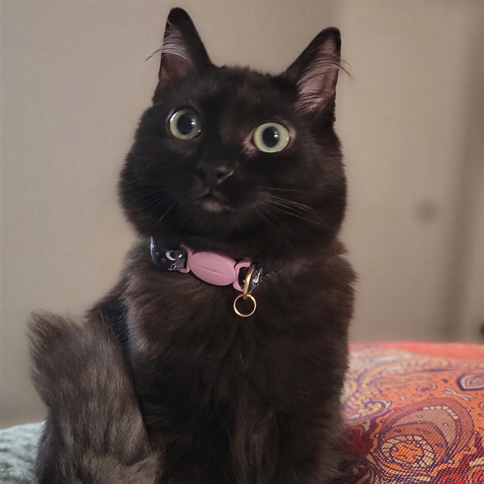 The Fabulous Feline