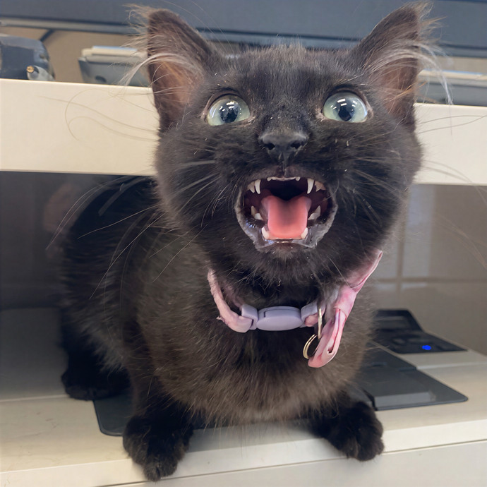 The Fabulous Feline