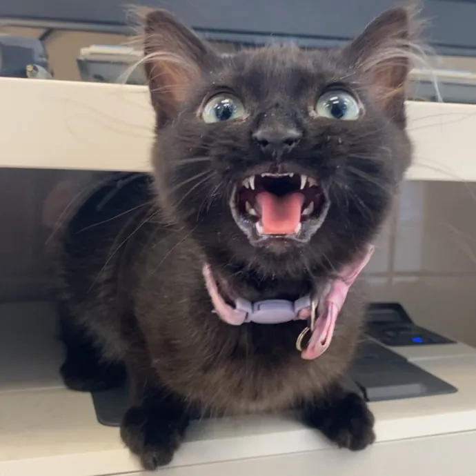 The Fabulous Feline
