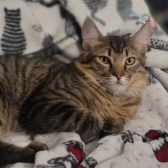 The Fabulous Feline