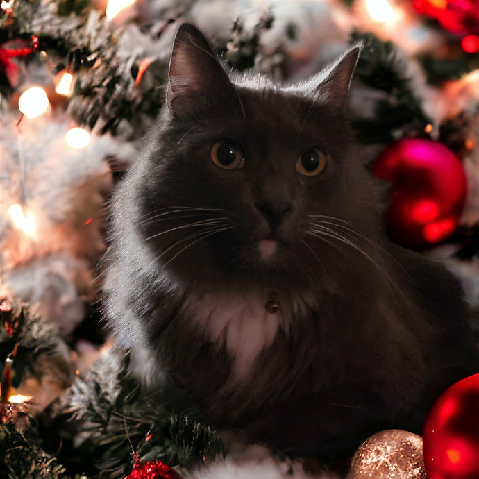The Fabulous Feline