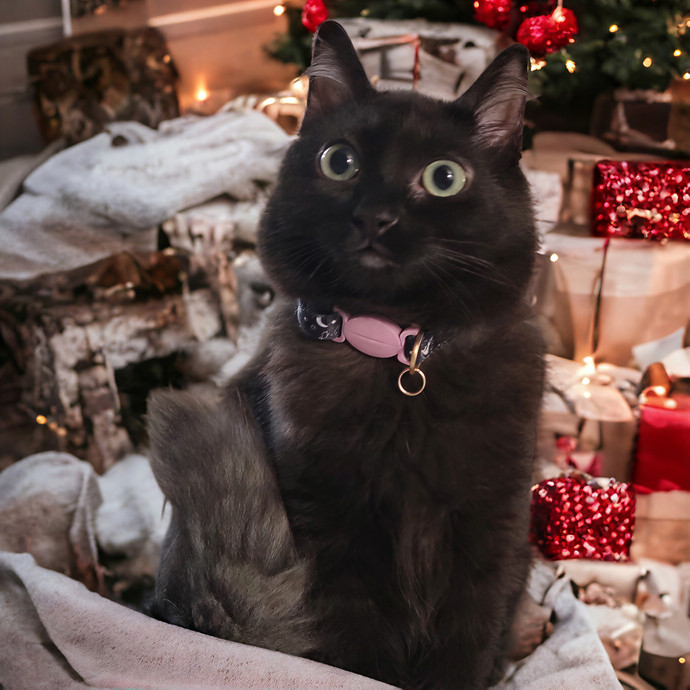 The Fabulous Feline