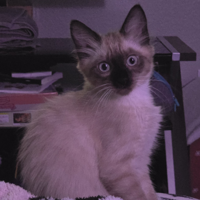 The Fabulous Feline