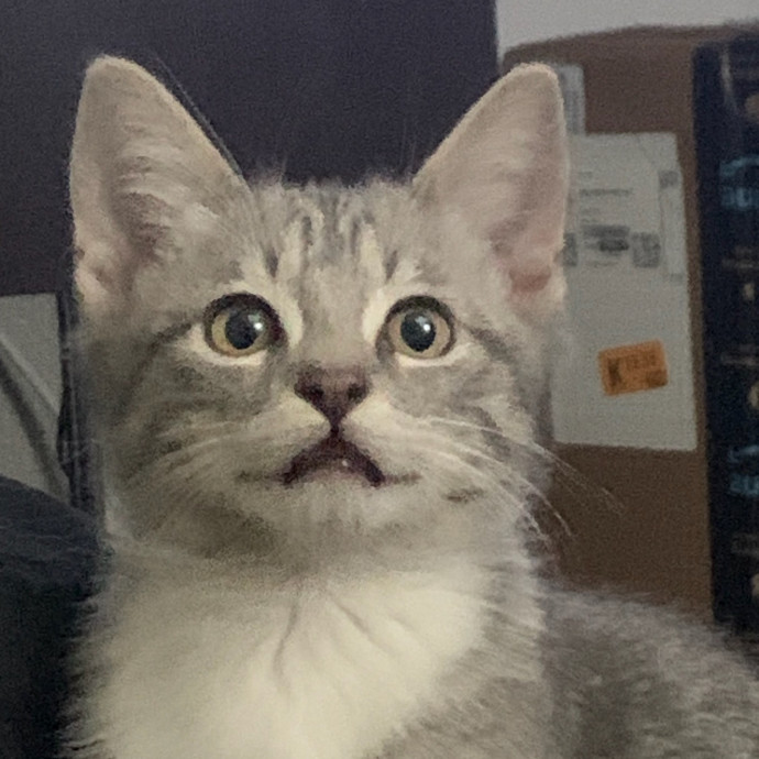 The Fabulous Feline