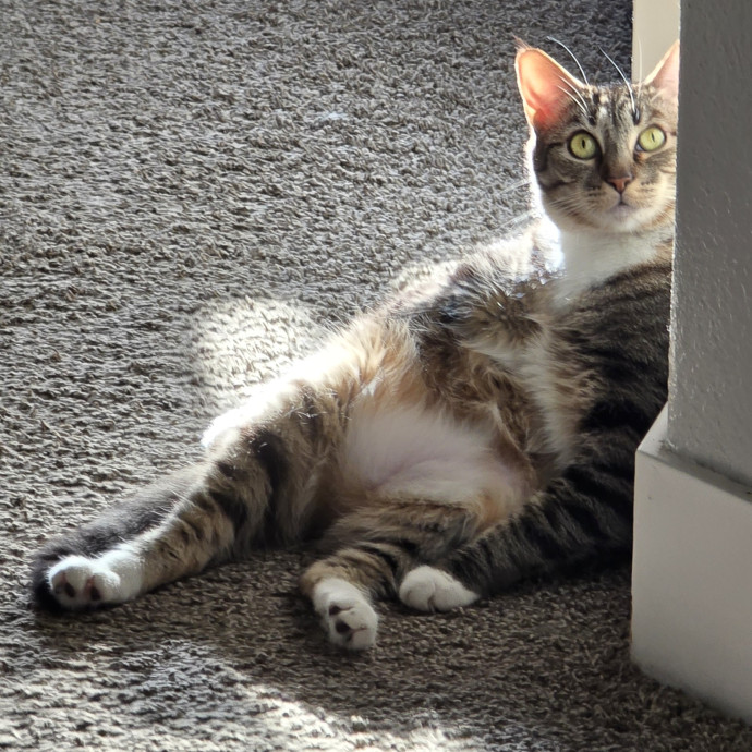 The Fabulous Feline photo 3