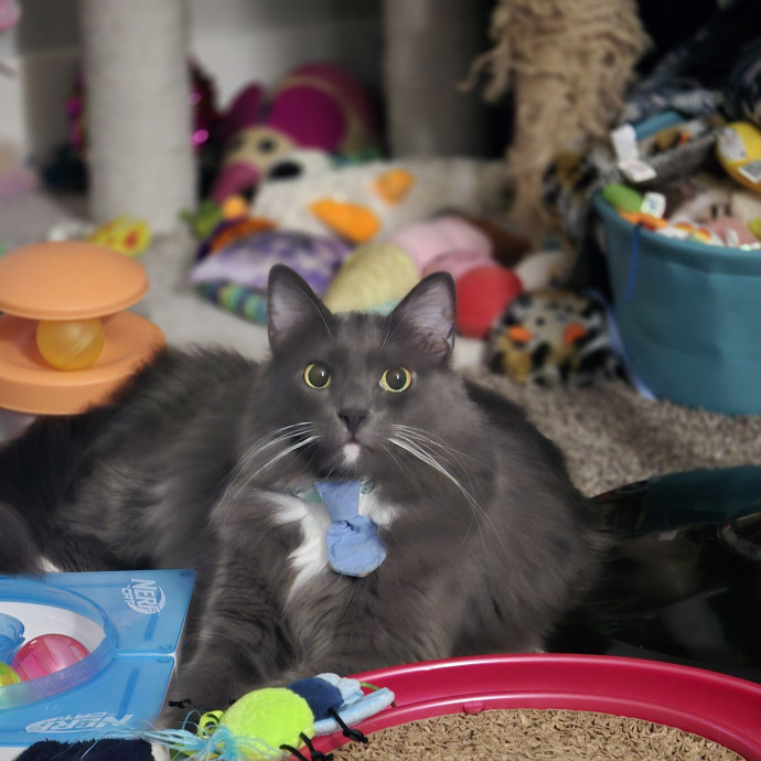The Fabulous Feline photo 2