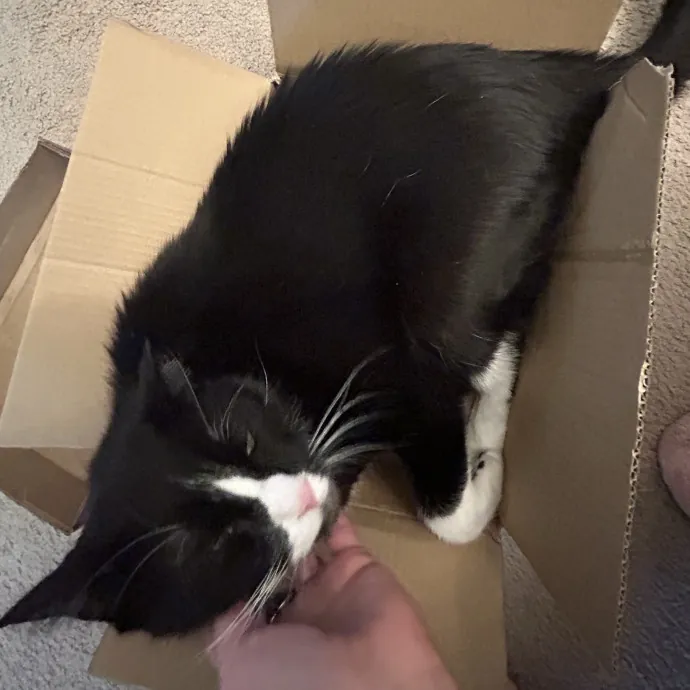 Sherman Oaks Purrfect Cat Care